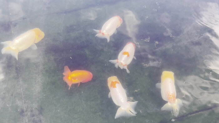 堀切めだか5号店／らんちゅう専門店らんらん