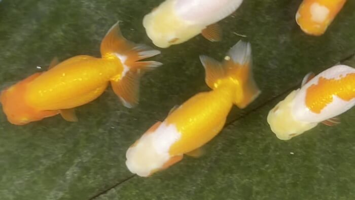 堀切めだか5号店／らんちゅう専門店らんらん