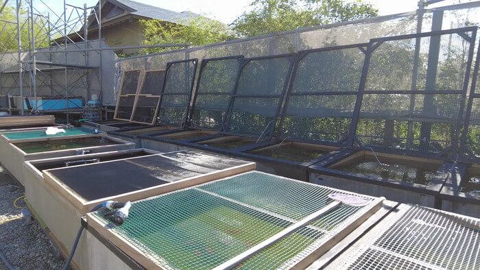 堀切めだか5号店／らんちゅう専門店らんらん