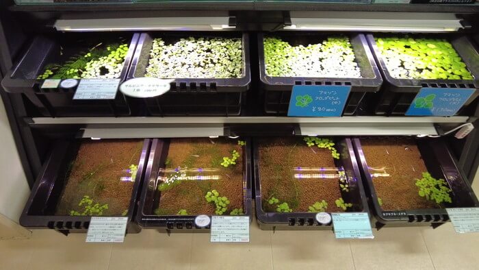 メダカとハンドメイドショップ すずや