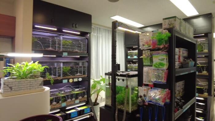 メダカとハンドメイドショップ すずや