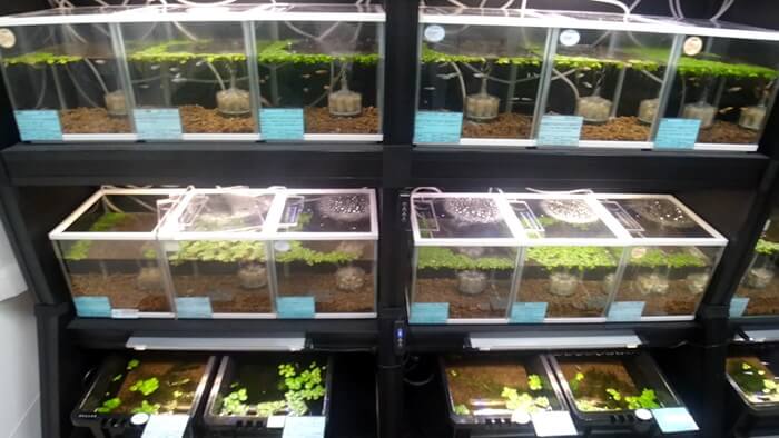 メダカとハンドメイドショップ すずや