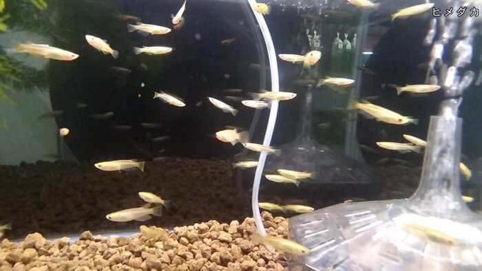 メダカとハンドメイドショップ すずや