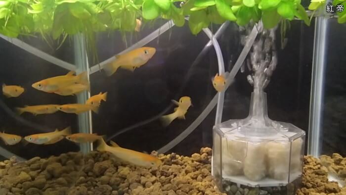 メダカとハンドメイドショップ すずや