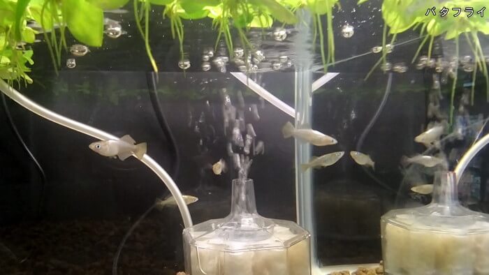 メダカとハンドメイドショップ すずや