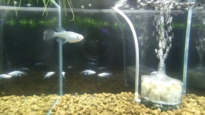 メダカとハンドメイドショップ すずや