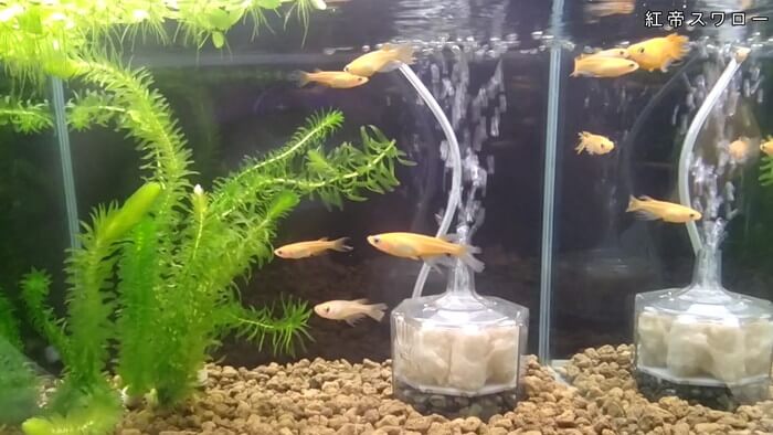 メダカとハンドメイドショップ すずや