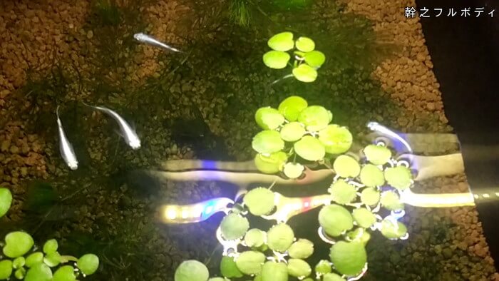 メダカとハンドメイドショップ すずや