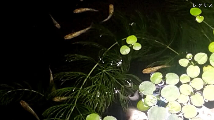 メダカとハンドメイドショップ すずや