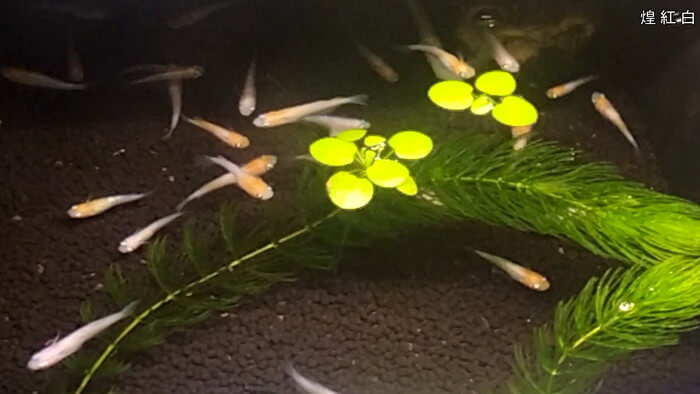 メダカとハンドメイドショップ すずや