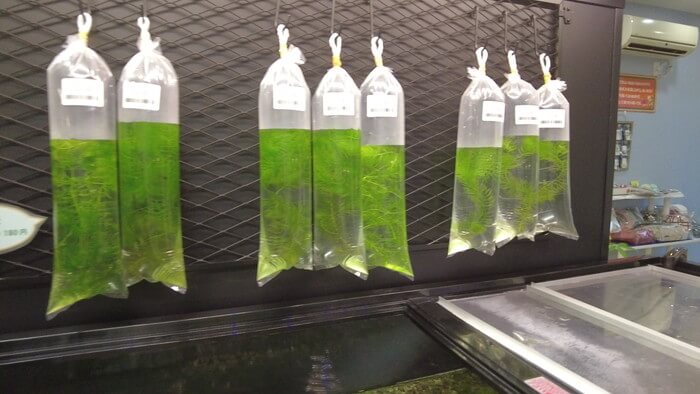 メダカとハンドメイドショップ すずや