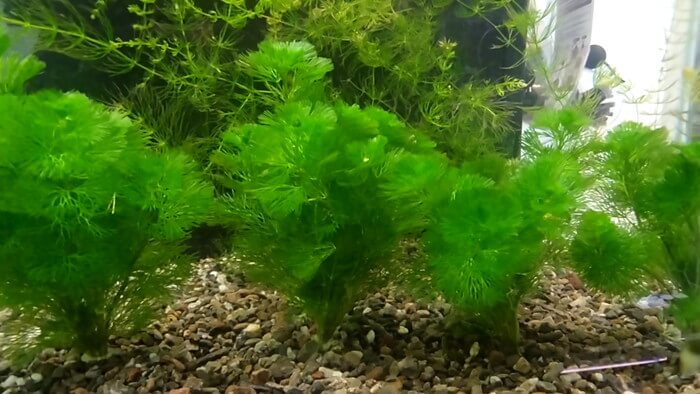 メダカとハンドメイドショップ すずや