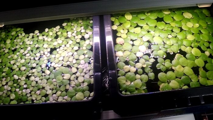 メダカとハンドメイドショップ すずや