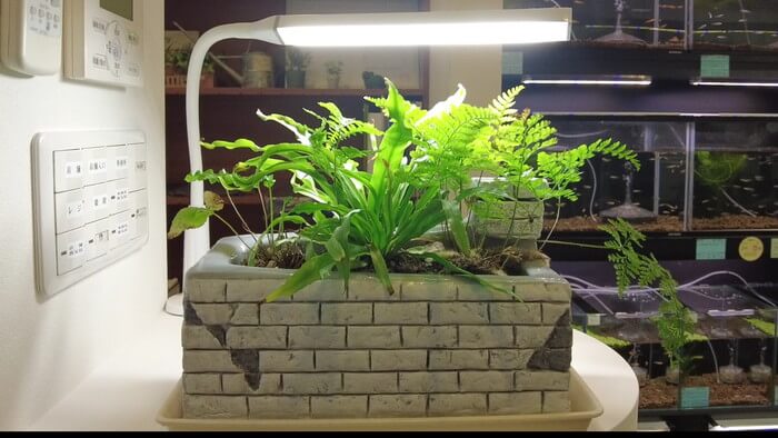 メダカとハンドメイドショップ すずや