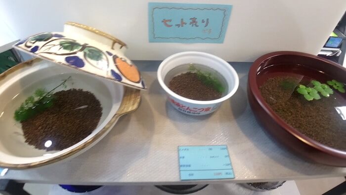 メダカとハンドメイドショップ すずや