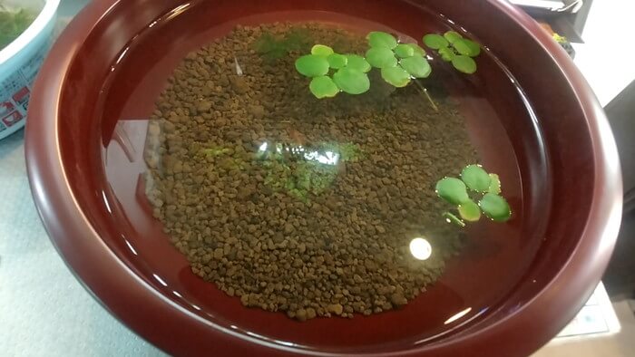 メダカとハンドメイドショップ すずや