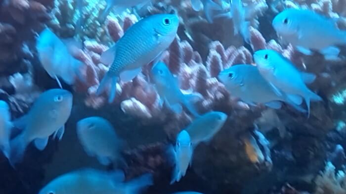 アクアリウムトールマン海浜幕張店ショートマン