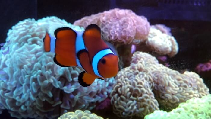 アクアリウムトールマン海浜幕張店ショートマン