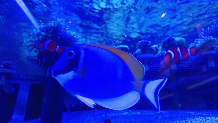 アクアリウムトールマン海浜幕張店ショートマン