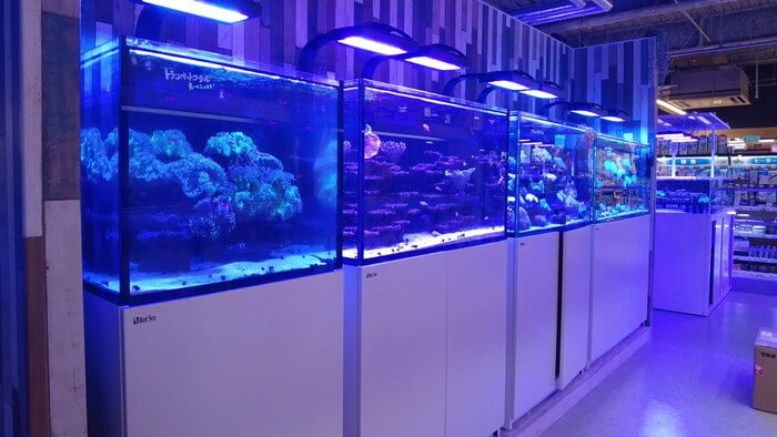 アクアリウムトールマン海浜幕張店ショートマン