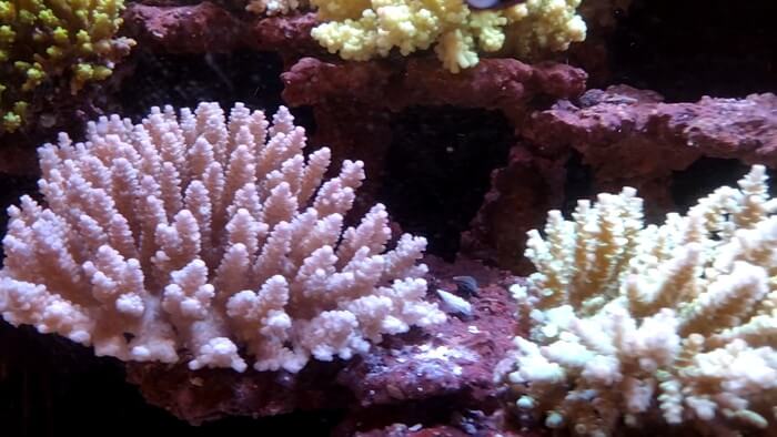 アクアリウムトールマン海浜幕張店ショートマン