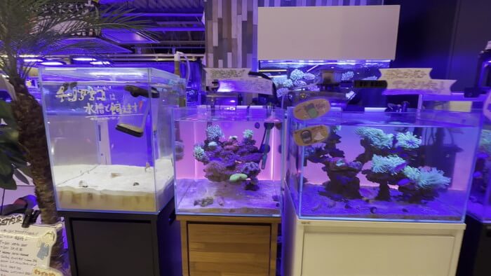 アクアリウムトールマン海浜幕張店ショートマン