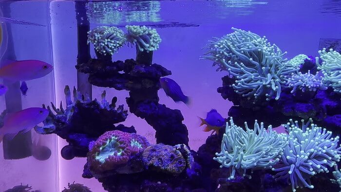 アクアリウムトールマン海浜幕張店ショートマン