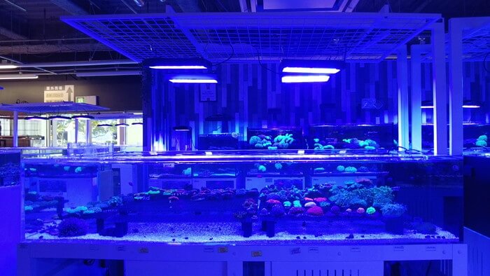 アクアリウムトールマン海浜幕張店ショートマン