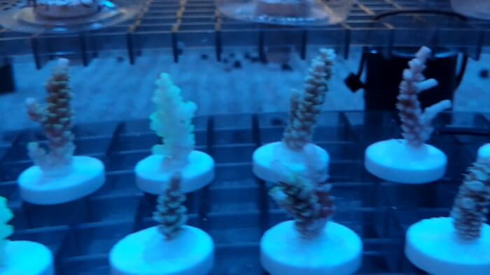 アクアリウムトールマン海浜幕張店ショートマン