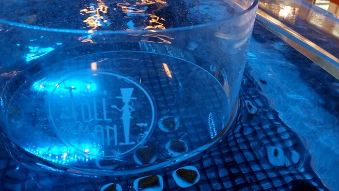 アクアリウムトールマン海浜幕張店ショートマン