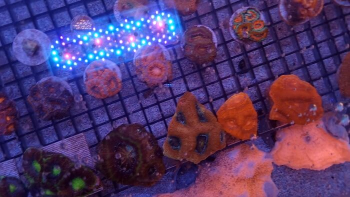 アクアリウムトールマン海浜幕張店ショートマン