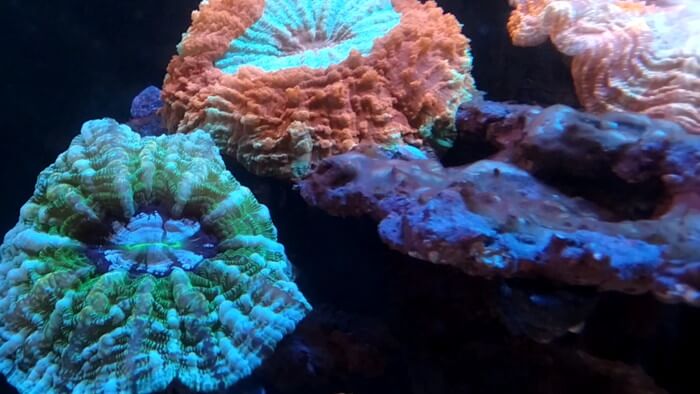 アクアリウムトールマン海浜幕張店ショートマン