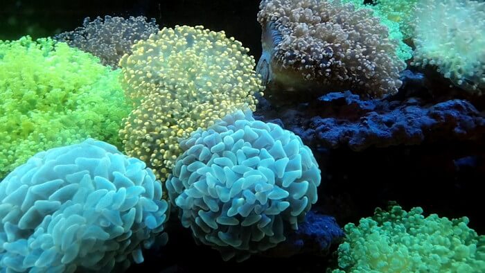 アクアリウムトールマン海浜幕張店ショートマン