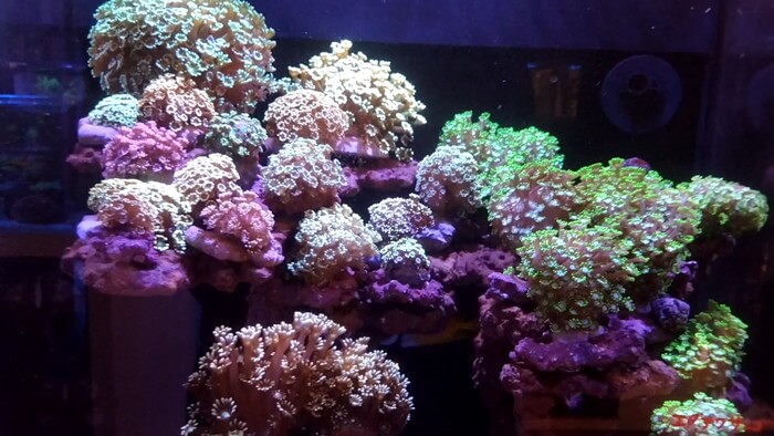 アクアリウムトールマン海浜幕張店ショートマン