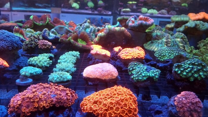 アクアリウムトールマン海浜幕張店ショートマン