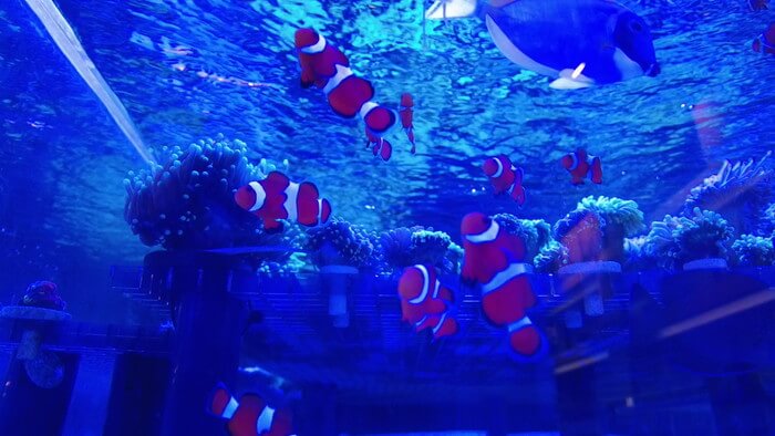 アクアリウムトールマン海浜幕張店ショートマン