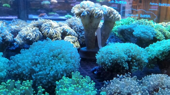 アクアリウムトールマン海浜幕張店ショートマン