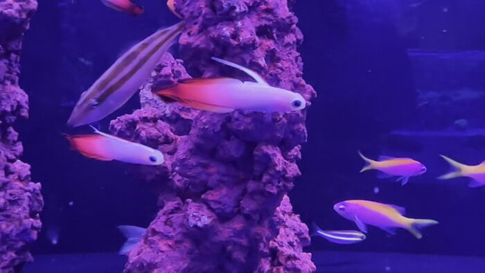 アクアリウムトールマン海浜幕張店ショートマン