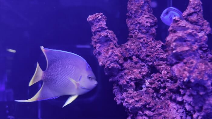 アクアリウムトールマン海浜幕張店ショートマン