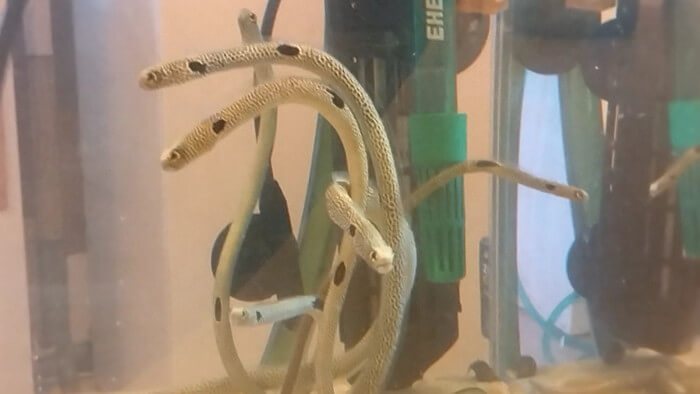 アクアリウムトールマン海浜幕張店ショートマン