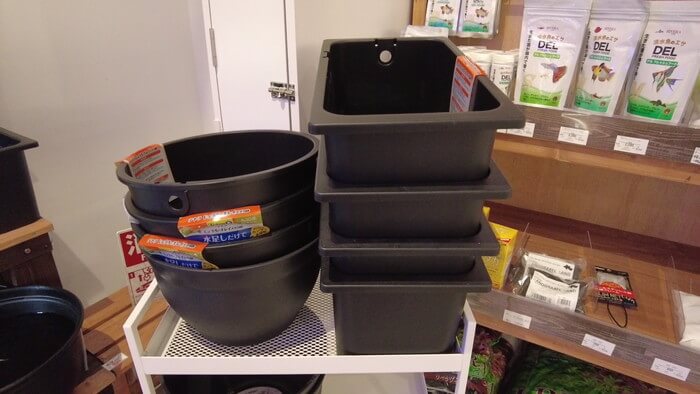 アクアリウムトールマン海浜幕張店ショートマン