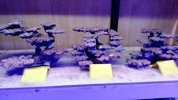 アクアリウムトールマン海浜幕張店ショートマン