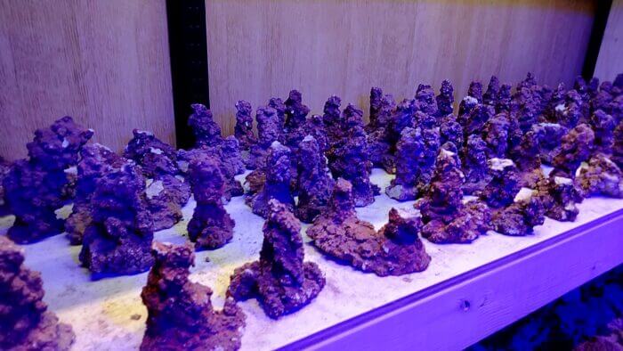 アクアリウムトールマン海浜幕張店ショートマン