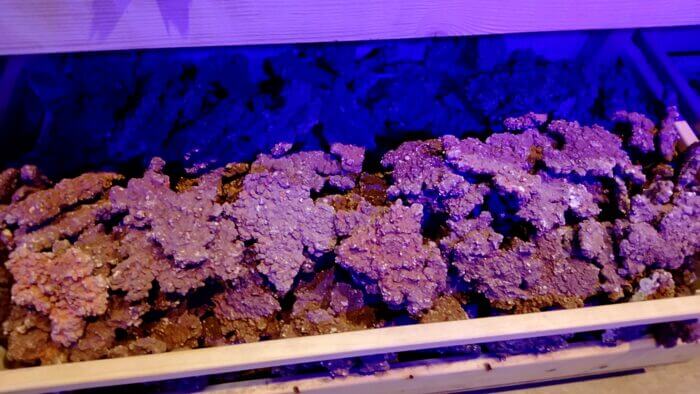 アクアリウムトールマン海浜幕張店ショートマン