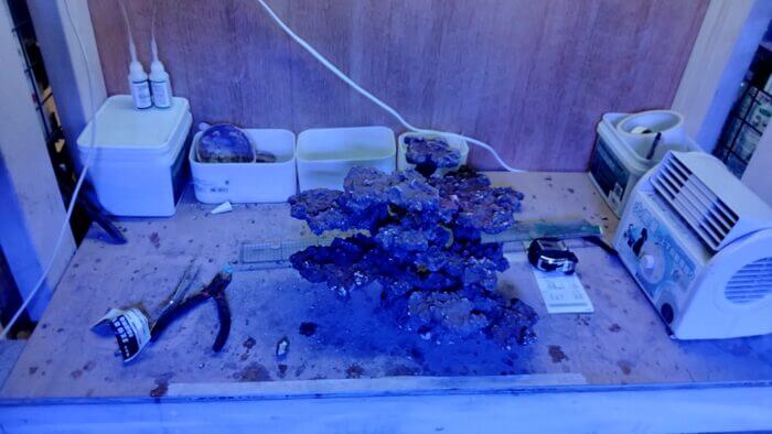 アクアリウムトールマン海浜幕張店ショートマン