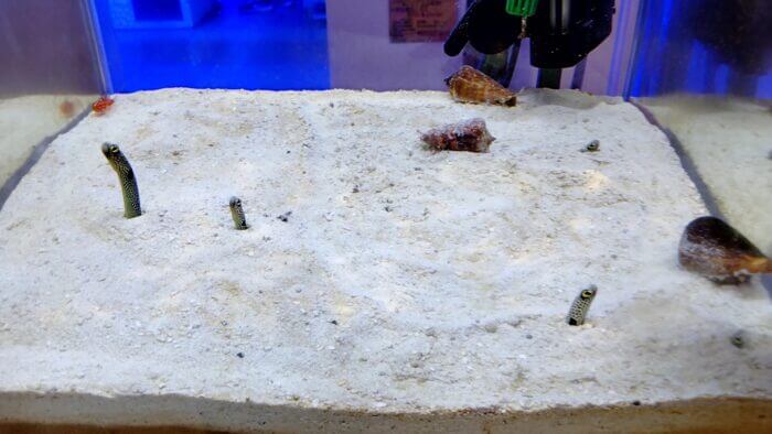 アクアリウムトールマン海浜幕張店ショートマン