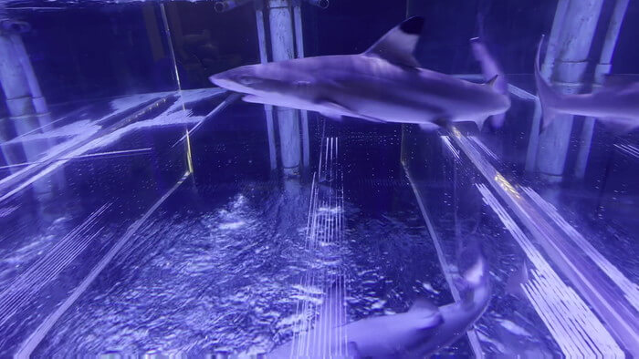 トールマン海浜幕張店