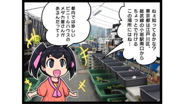 4コマ めだかやまたあした