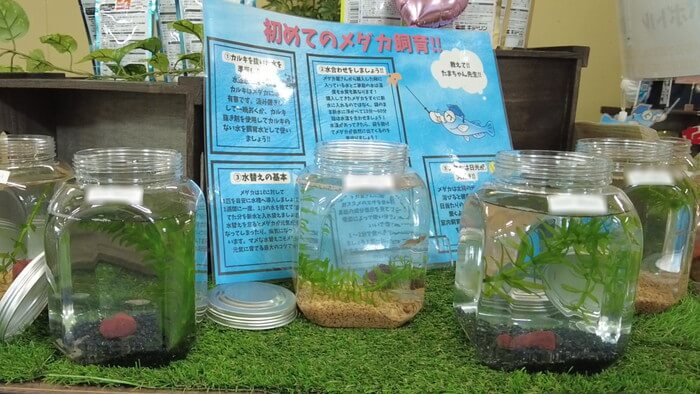 たまやメダカ 東京さくらモール店