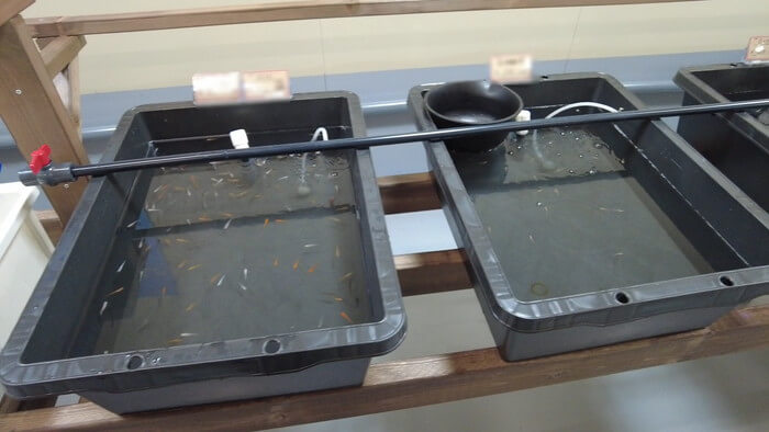 たまやメダカ 東京さくらモール店